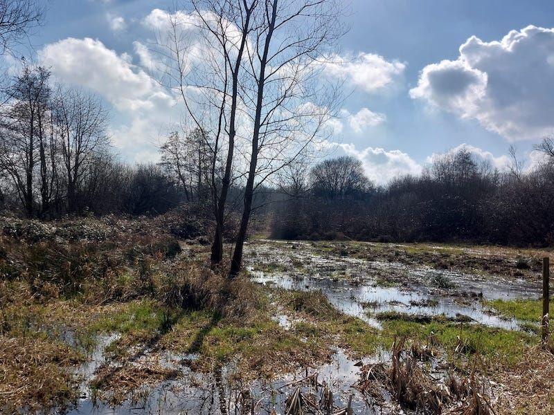 Koningssteen natuur