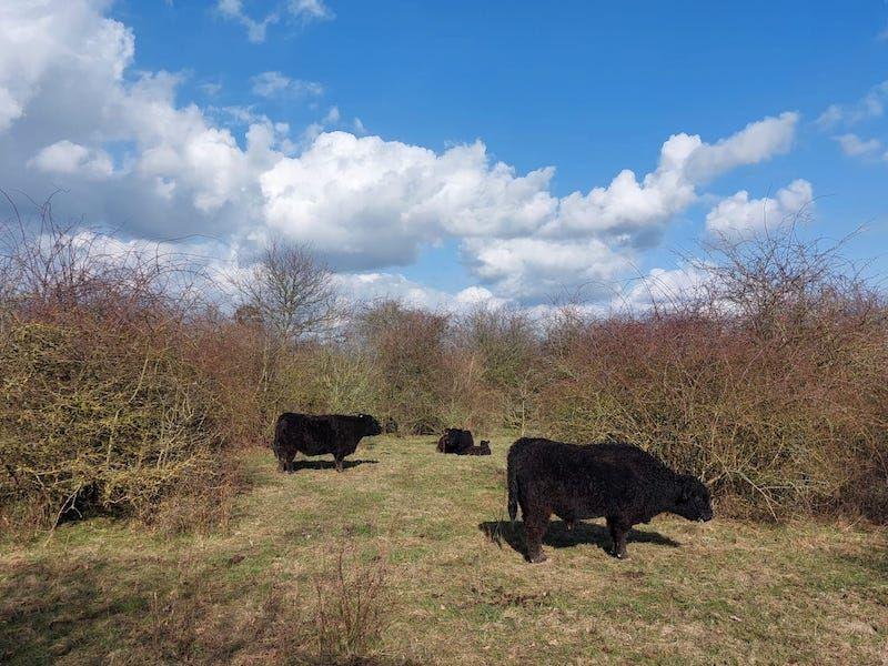 Gallowayrunderen