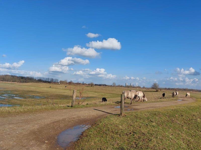 Kempen maasland