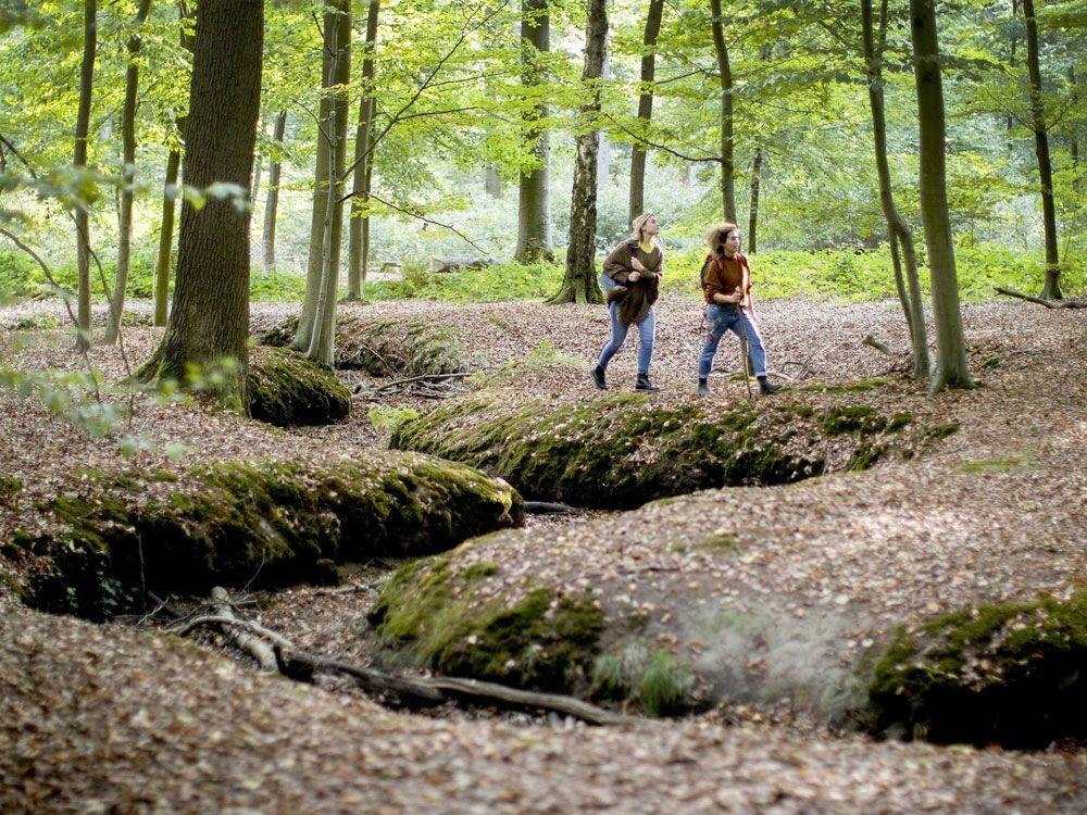 Buggenhoutbos