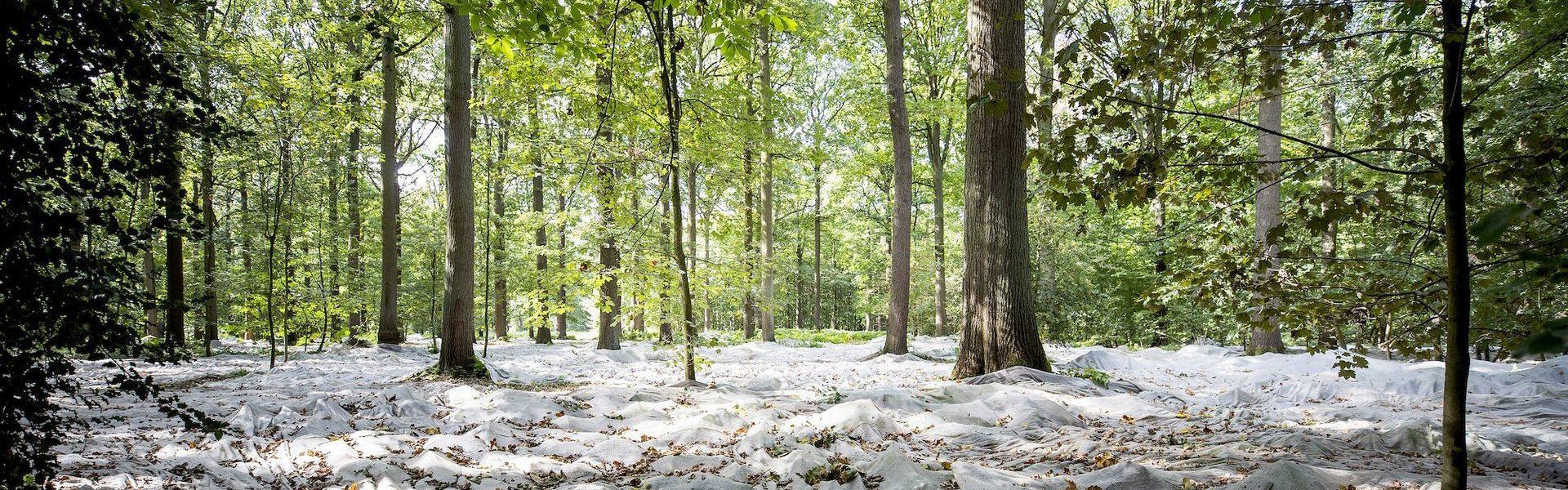 Buggenhout bos