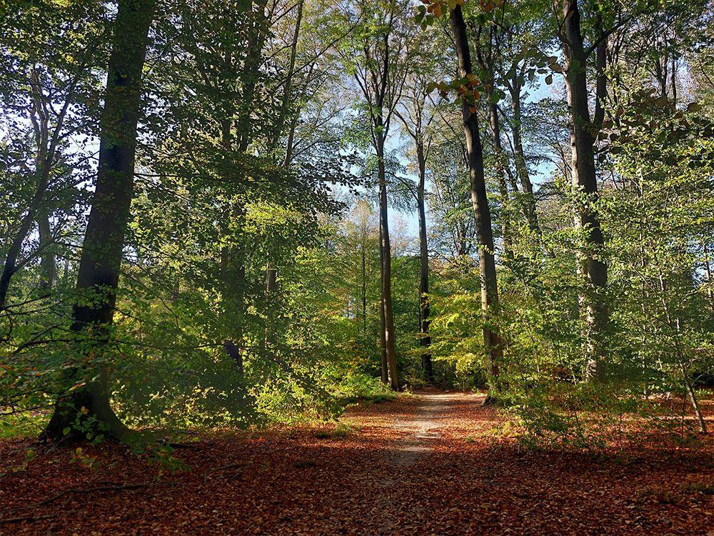 Meerdaalwoud