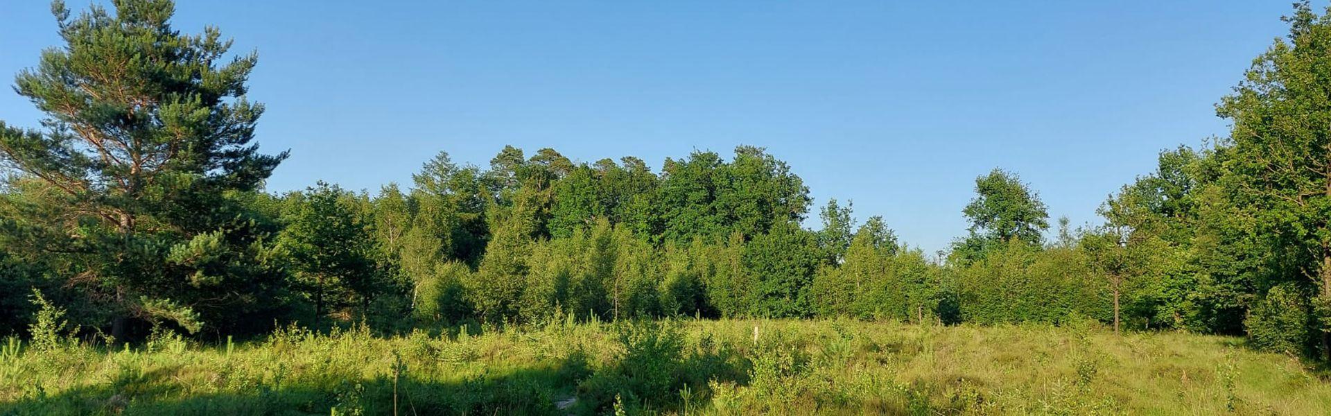 Drongengoedbos wandelroute