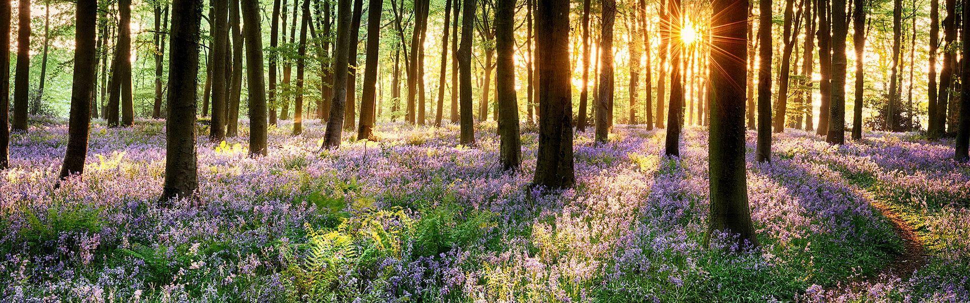 Hallerbos