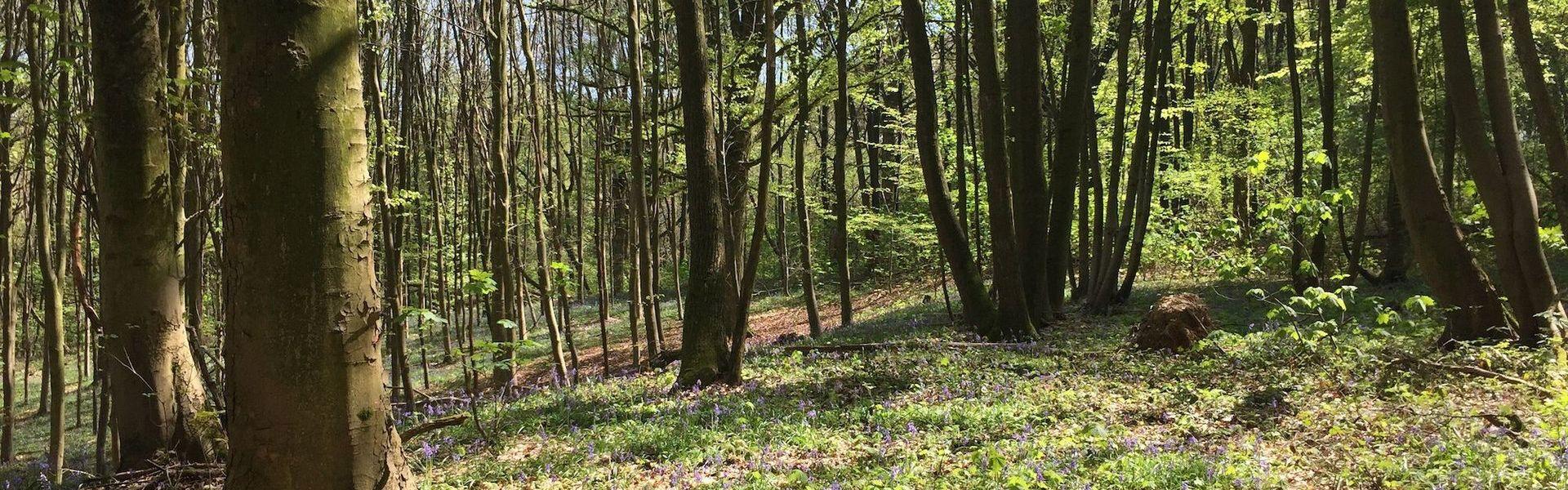 Kluisbos wandelroute