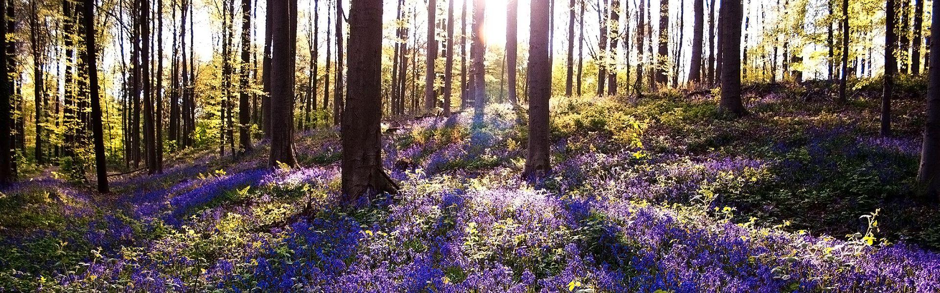 Kravaalbos