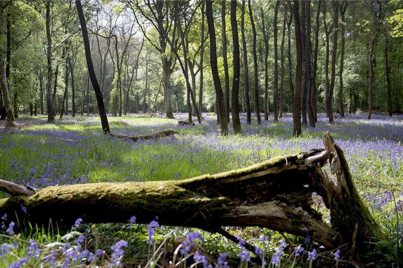 Kravaalbos wandelroute