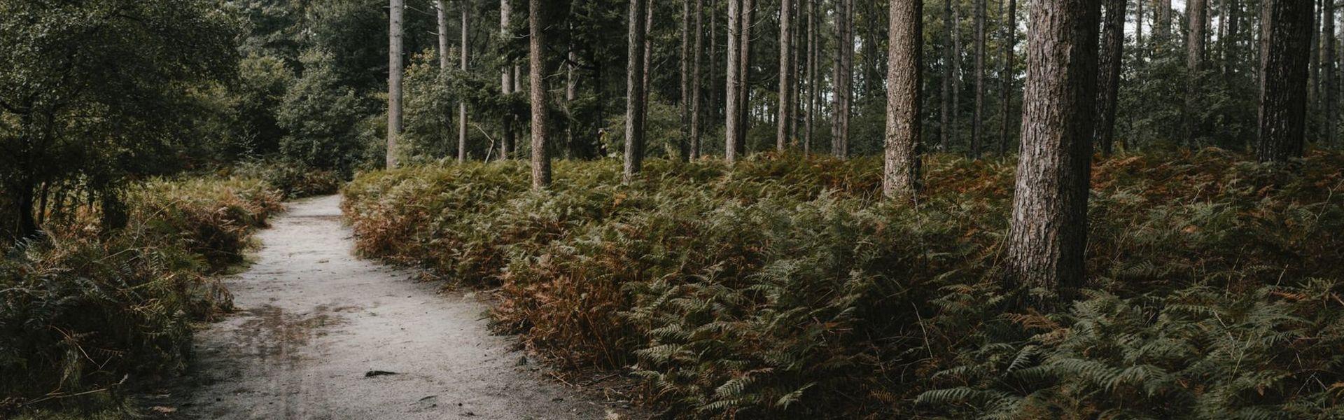 Lembeekse bossen