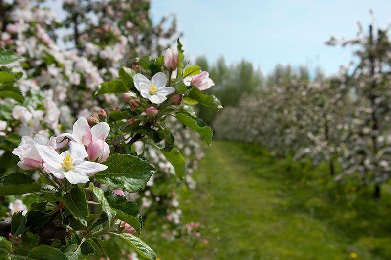 Sint-Truiden bloesems