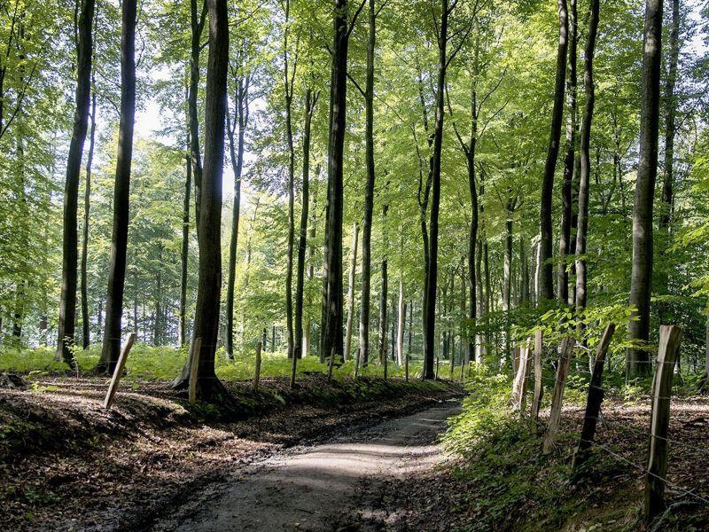 Tussen Brakelbos en Muziekbos wandelroute