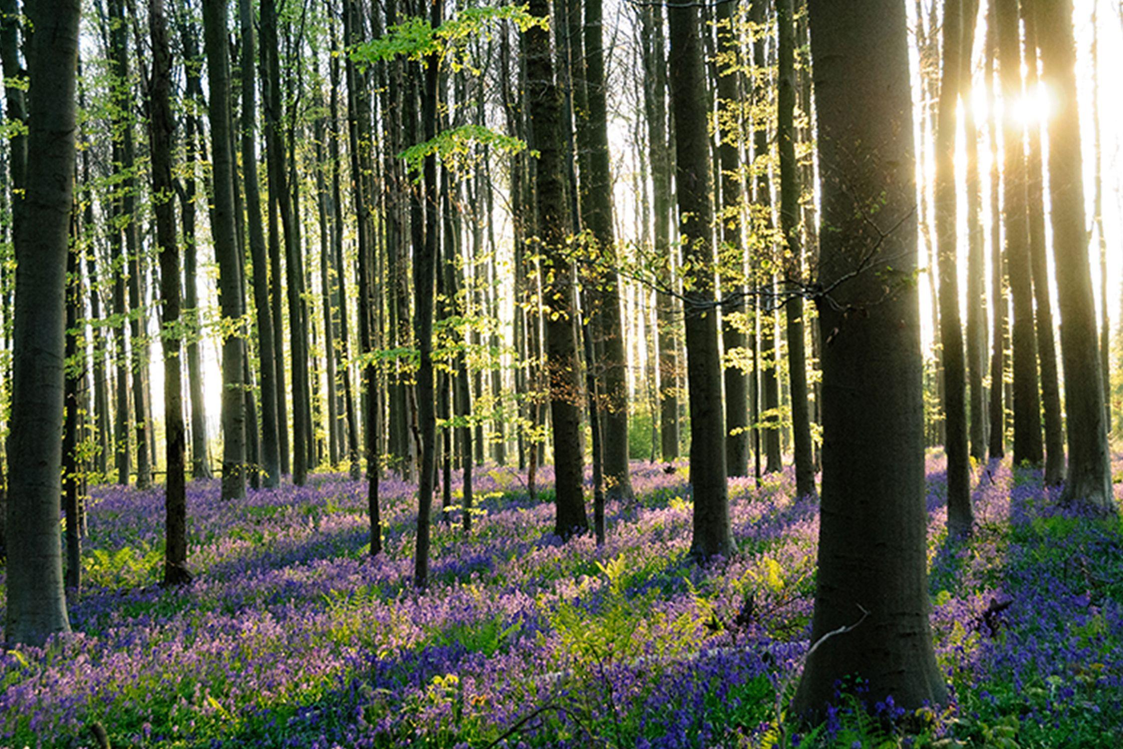 Wandelen in Vlaams-Brabant