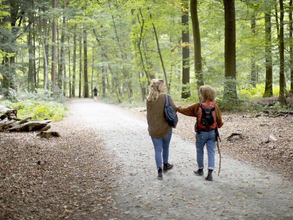 Wandelen in het Buggenhoutbos