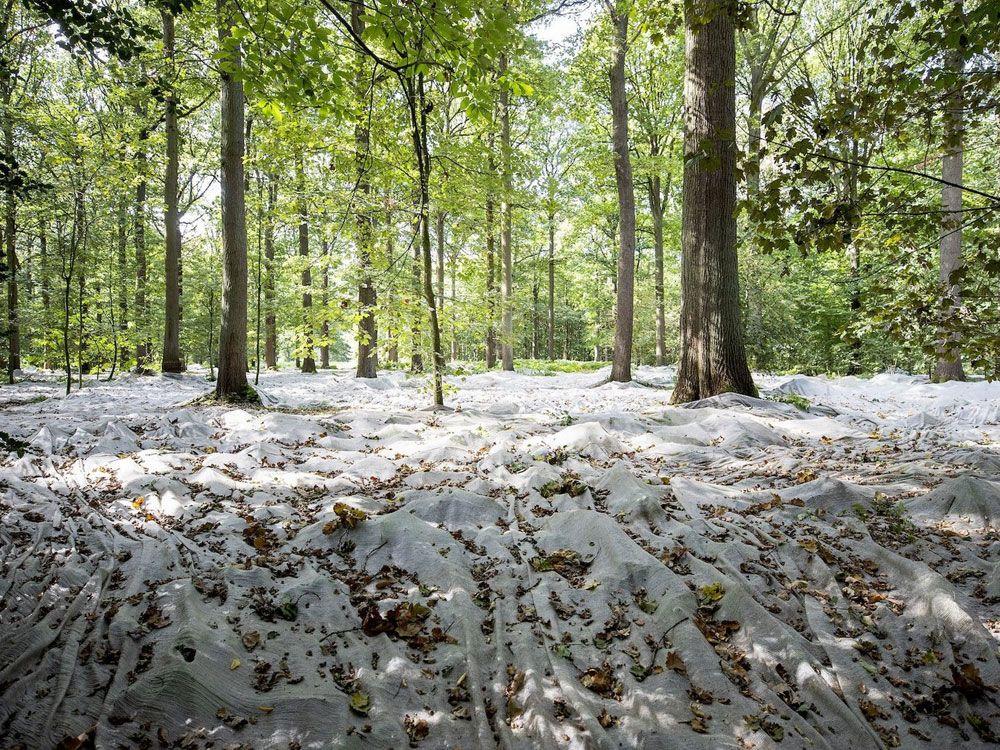 Wintereiken