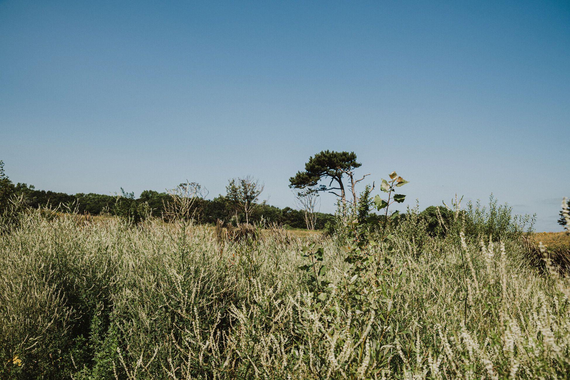 Natuur in het Zwin