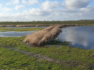 Bloemen, schapen en water in het Beveland