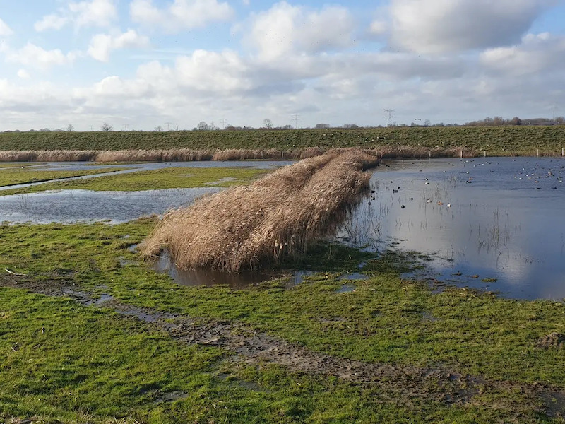 Bloemen, schapen en water in het Beveland