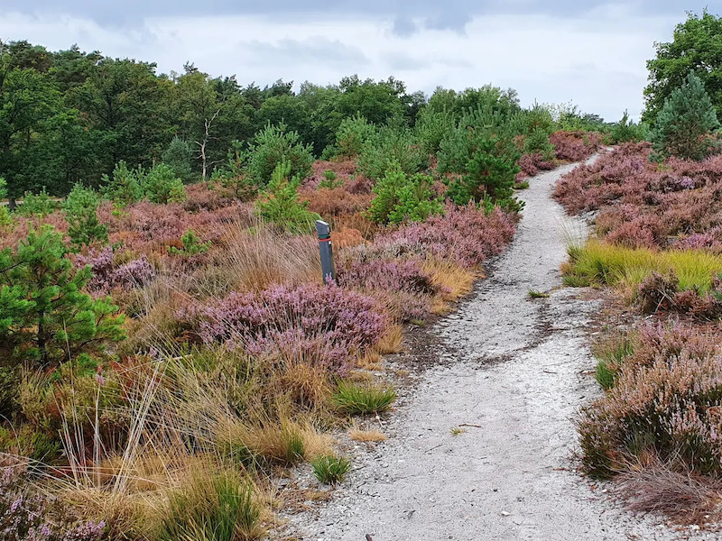 Wandelroute Brunssummerheide (Donkergroen)