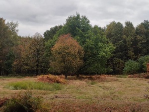 Door Het Leen en haar Arboretum