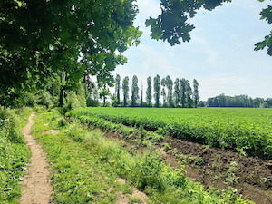 Van de Lembeekse bossen naar Oosteeklo 