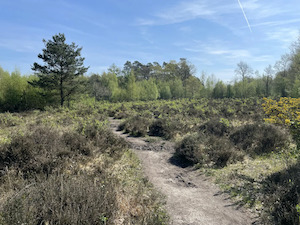 Meetjeslandse bossen