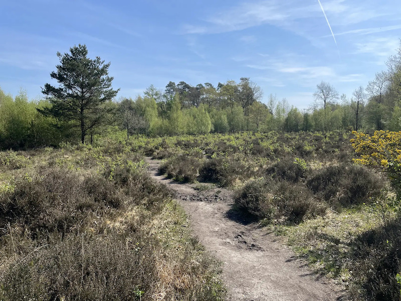 Meetjeslandse bossen