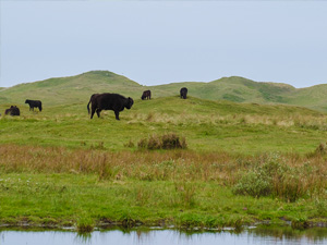 Boerenommetje Texel