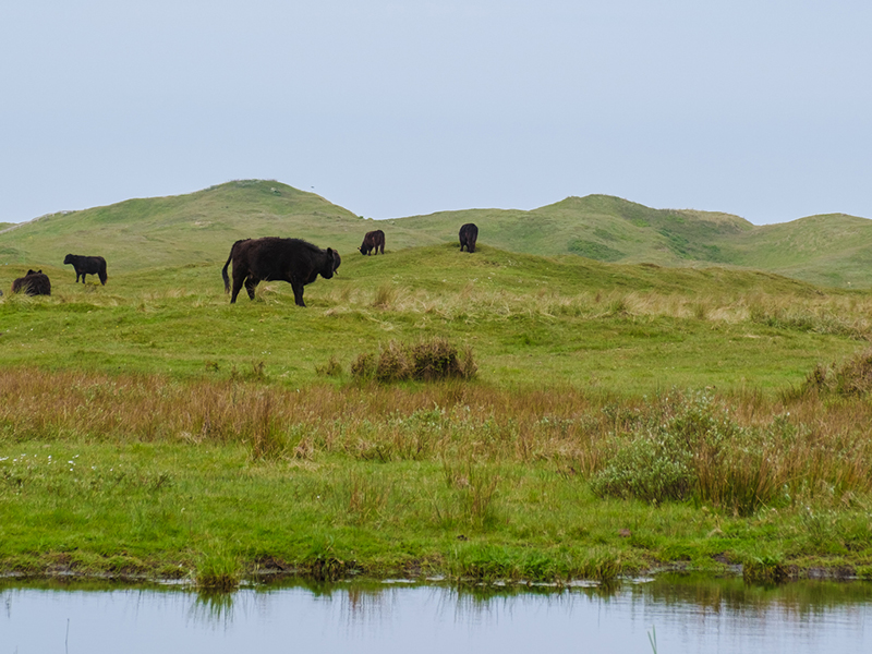 Boerenommetje Texel