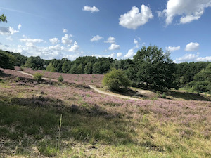 Brunssummerheide (Lichtgroen)