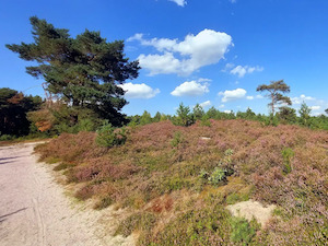 Brunssummerheide (Wit)