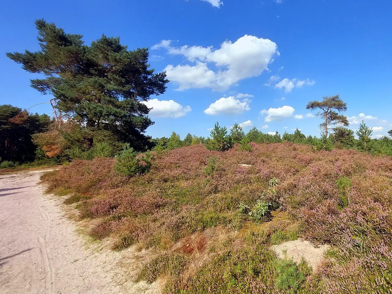 Brunssummerheide (Wit)
