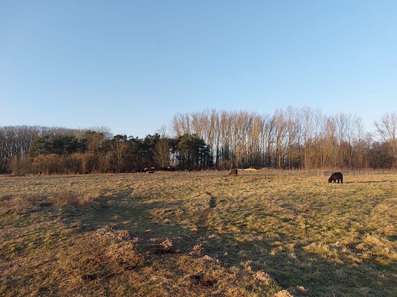 Galloway runderen in de Kalkense Meersen