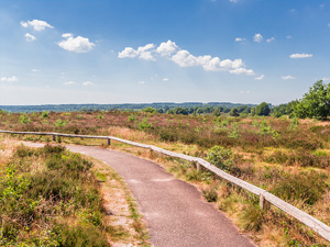 Groene route - Sprengenberg Sallandse Heuvelrug