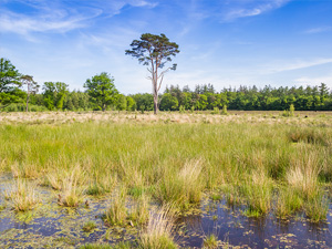 Hart van Het Groene Woud