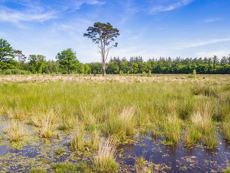 Hart van Het Groene Woud