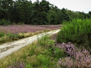 Hengelhoef-Ten Haagdoorn - Oranje