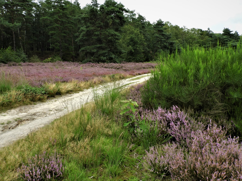 Hengelhoef-Ten Haagdoorn - Oranje