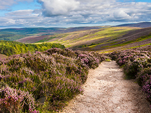 Heuvelse Heide groen