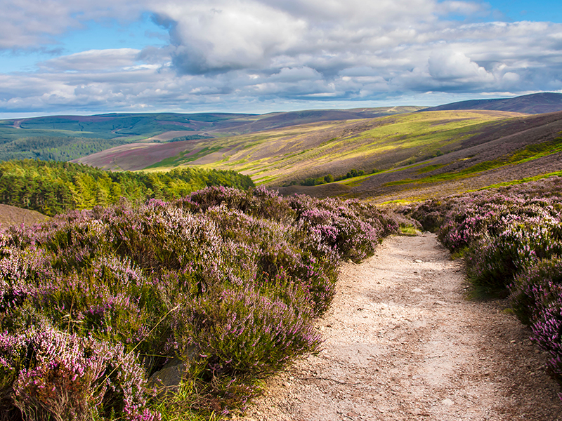Heuvelse Heide groen