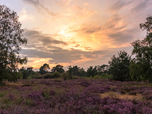 Heuvelse Heide oranje