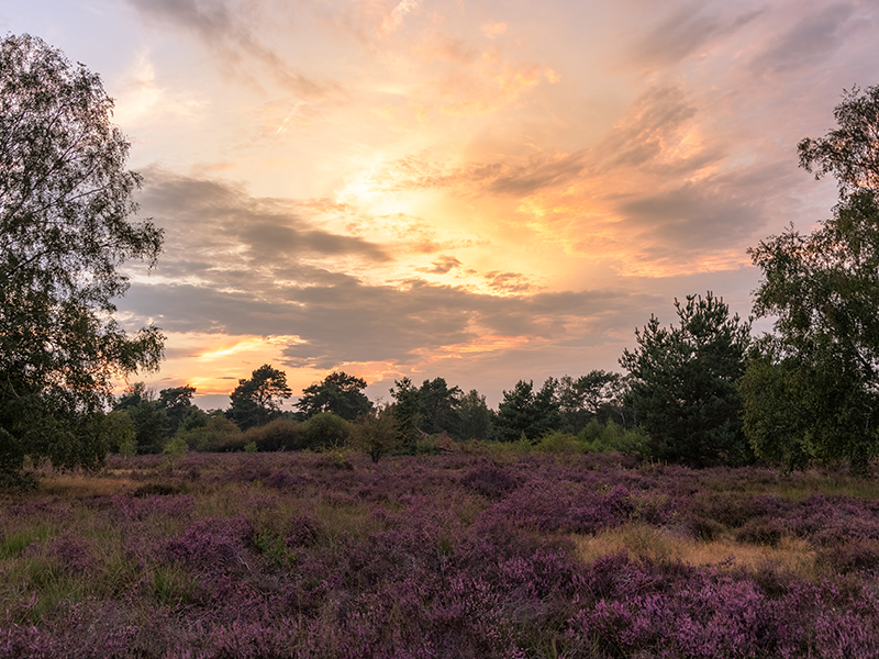 Heuvelse Heide oranje