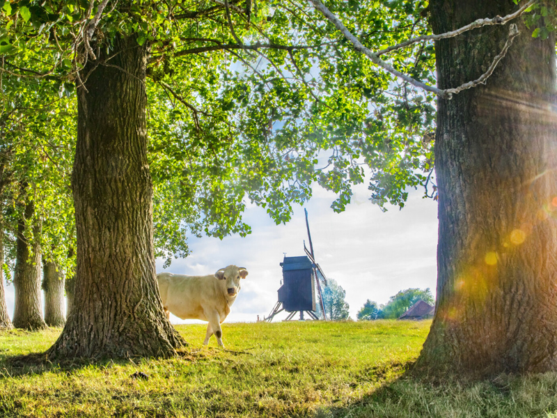 Lusje op het wandelnetwerk Poelberg-Meikensbossen