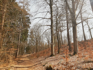 Molenwandeling - Stoumont