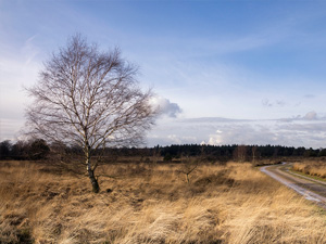 NS-wandeling Strabrechtse Heide
