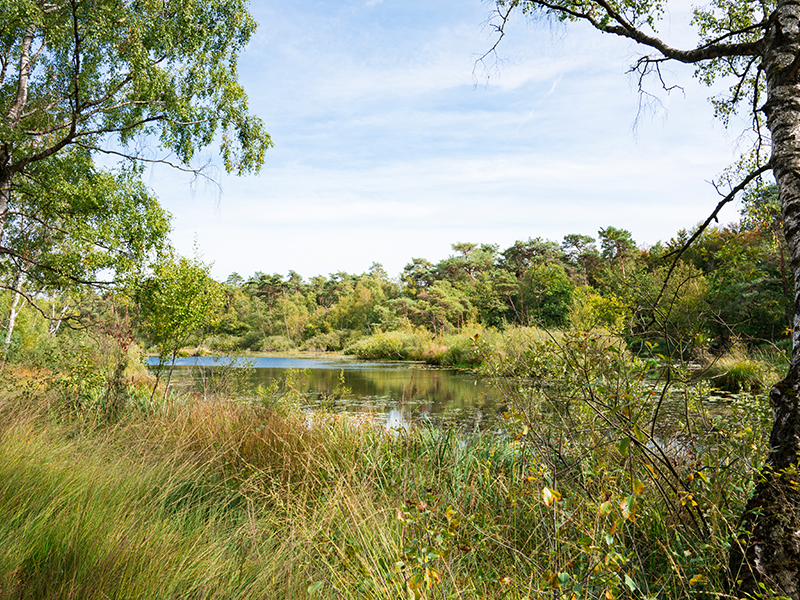 NS-wandeling Kampina