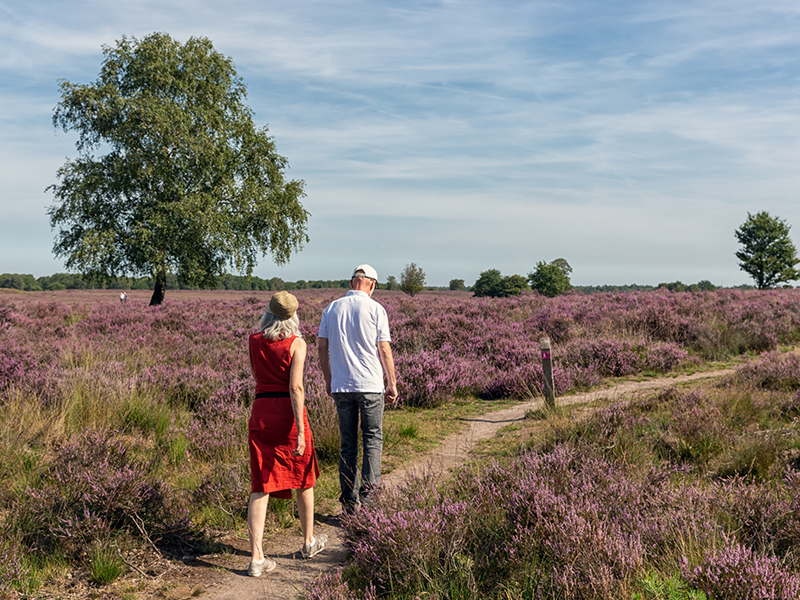 NS-wandeling Wezepsche Heide