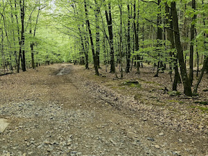 Promenade des artistes