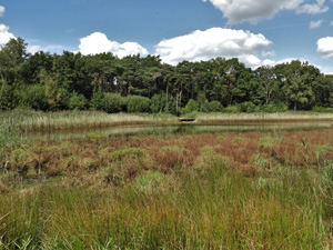 Resterheide - Oranje