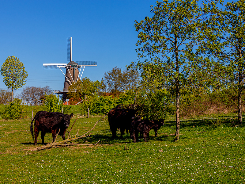 Stevensweert-Roosteren