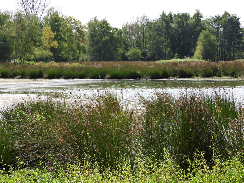 Vallei van de Bosbeek - Geel