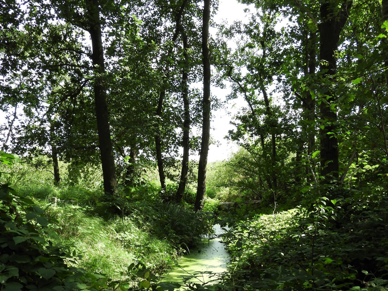 Vallei van de Bosbeek - Paars